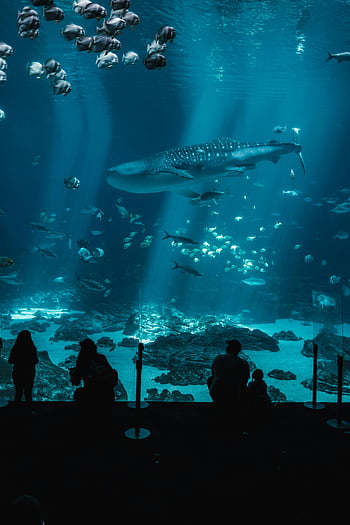 aquarium, whale shark, marine life, silhouettes, people watching, large aquarium, underwater scene, diverse fish, ocean environment, aquarium visitors, aquatic creatures