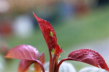 giovane guidava, guida rosa, afide, rosa, afidi, insetto, infestazione da pidocchi, infestazione di parassiti, parassiti, infestazione, creature