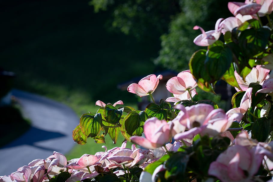 Hartriegel, Blumen, Garten, Geäst, blühen, Zierstrauch, Buchse, Hartriegel Gewächshaus, Natur, Nahansicht