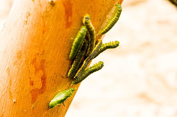caterpillars, worm, chrysalis, metamorphosis, nature, cocoon, transformation, insect, larva, entomology, wild