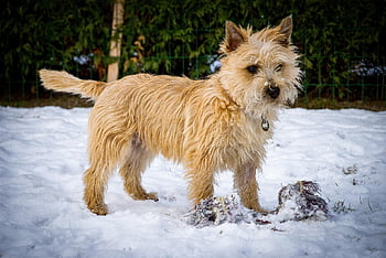 animal, dog, canine, nature, mammal, breed, cairn Terrier, pet, snow, brown Terrier, dog Breed