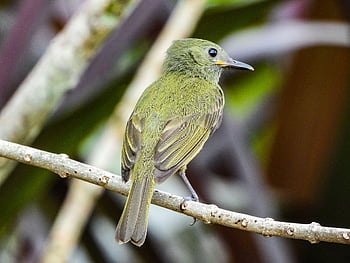 Fliegenfänger, Vogel, Tier, Tierwelt, Gefieder, Ast, thront, Vogelkunde, Vögel beobachten, Natur, Nahansicht