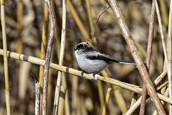 animal, forest, nature, kusagi, bird, wild Bird, energy Guide, fluffy, cute, natural, landscape