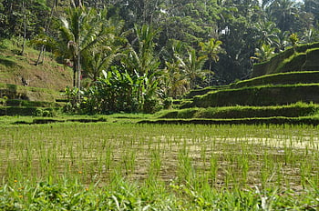 Indonésie, bali, ubud, neloupaný, rýže, rostlin, zelená, voda, prázdnin, tropický, Příroda