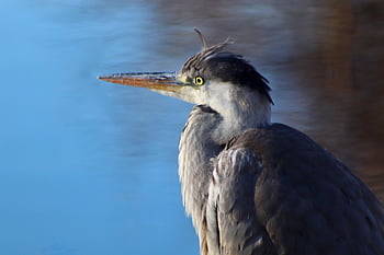 heron, grey Heron, ardea Cinerea, bird, plumage, beak, animal, ornithology, nature, fauna