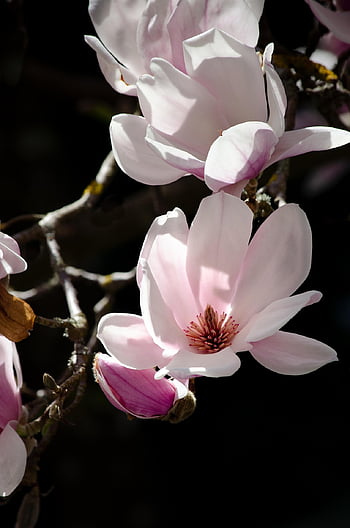 magnolia, fiorire, fioritura, bianca, stami, fiore di magnolia, famiglia magnolia, albero, Bloomer primaverili, primavera, Magnoliaceae