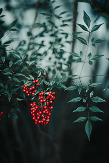red berries, thin branch, vibrant red berries, lush green leaves, natural beauty, close-up, plant, foliage, outdoor, nature, berry cluster