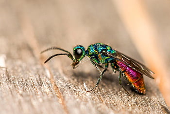 hmyz, vosa s rubínovým ocasem, entomologie, kukačka vosa, vosa, Chrysis Ignita, Příroda, škůdce, parazit, parazitní, zblízka