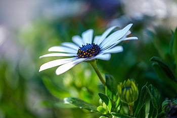 marguerite, flower Wallpaper, bornholmmargerite, flower, flower Background, daisy, white Flower, petals, white Petals, blossom, beautiful Flowers