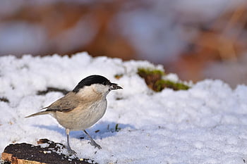 marsh Tit, park, winter, snow, nature, wildlife, animal