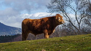 calf, highland Cow, animal, highland Cattle, cow, young Animal, mammal, ruminant, livestock, veal, animal Husbandry