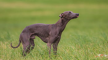 dog, running, beautiful, field, happy, friendly, active, athletic, competition, course, coursing