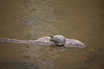 turtle, goto Sleep, wild, animal, nature, soft Shelled Turtle, sunbath