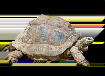 želva, plaz, obří želva, nádrž, starý, zvíře, obrněný, Příroda, zoo, zpomalit, skořápka želvy