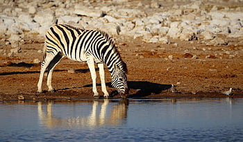 zebra, pruhy, savec, zvíře, divoký, volně žijících živočichů, vzor, pití, voda, vodní díry, vodní díra
