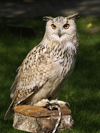 Brown Beige and Black Owl, Eurasian eagle owl, close-up, perched, stump, sunlight, majestic, wildlife, bird, nature, outdoors