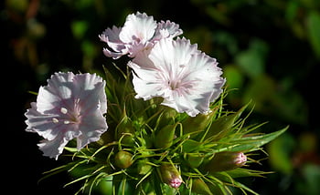 gożdzik stein, blomster, natur, nærbilde, hage, vakre blomster, sommer, makro, blomst bakgrunn, blomstringen, dekorative