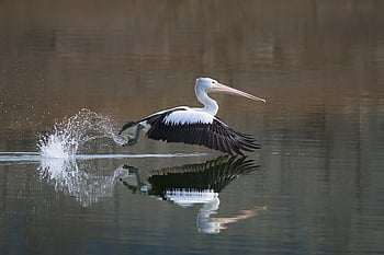 australian Pelican, pelican, bird, waterbird, wildlife, wild, nature, lake, water, river, bill
