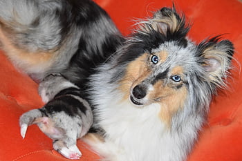 shetland Sheepdog, dogs, puppy, shetland Nobility, baby Shetland Skippie Blue, breastfeeding, female Dog, sheltie, pets, animals, domestic Dogs