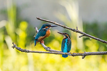 kingfisher birds, tree branch, selective focus, colorful kingfishers, close-up, nature, perched together, wildlife photography, bird photography, outdoor scene, natural habitat