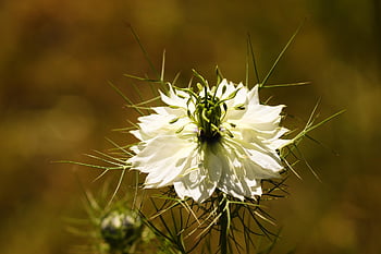 virgin în verde, nigella damascena, alb, grădină negru cumin, natură, a închide, inflori, a inflori, fundal de floare, floare, planta de gradina