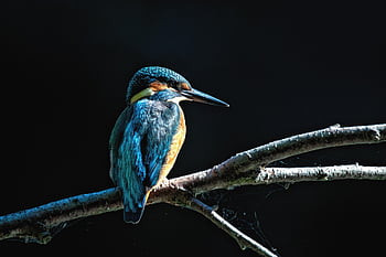 カワセミ、 鳥、 動物、 羽毛、 くちばし、 自然、 野生動物、 鳥類、 鳥類学、 野生、 カラフル