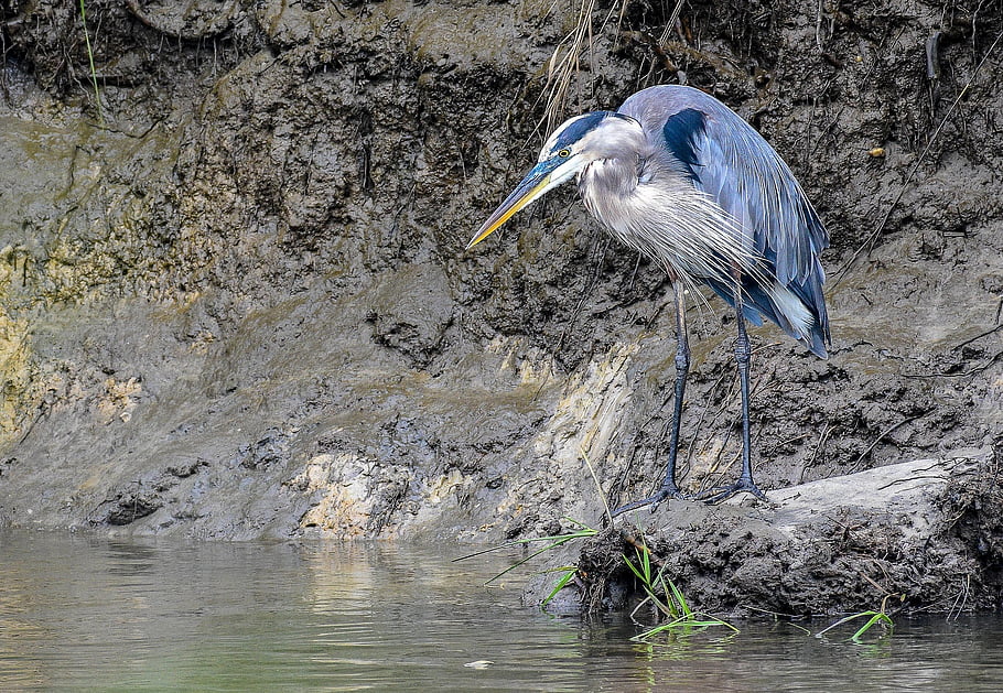 pták, modrá volavka, zobák, peří, jezero, rybník, Příroda, Národní útočiště Bombaj Hook, delaware