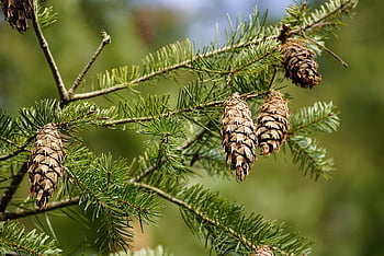šišky, jehly, borovice, jehličí, evergreen, smrk, jedle, smrkové kužely, větev, jehličnatý strom, Příroda