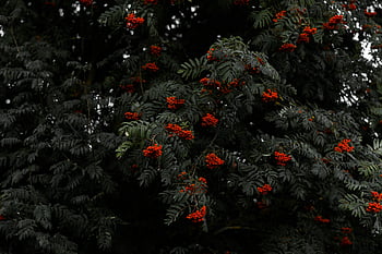 rowan tree, vibrant red berries, dark foliage, moody atmosphere, atmospheric image, red berries, dark leaves, nature photography, outdoor scene, berry tree, red fruit
