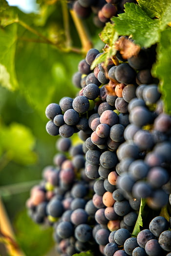 black grapes, close-up photo, ripe grapes, viticulture, Friedelsheim, Germany, grape clusters, vineyard, grape vines, agricultural produce, fruit photography