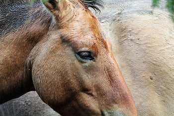 wild Horses, horses, animals, przewalski Horse, takhi, mongolian Wild Horse, dzungarian Horse, equine, mammals, nature, wild Animals
