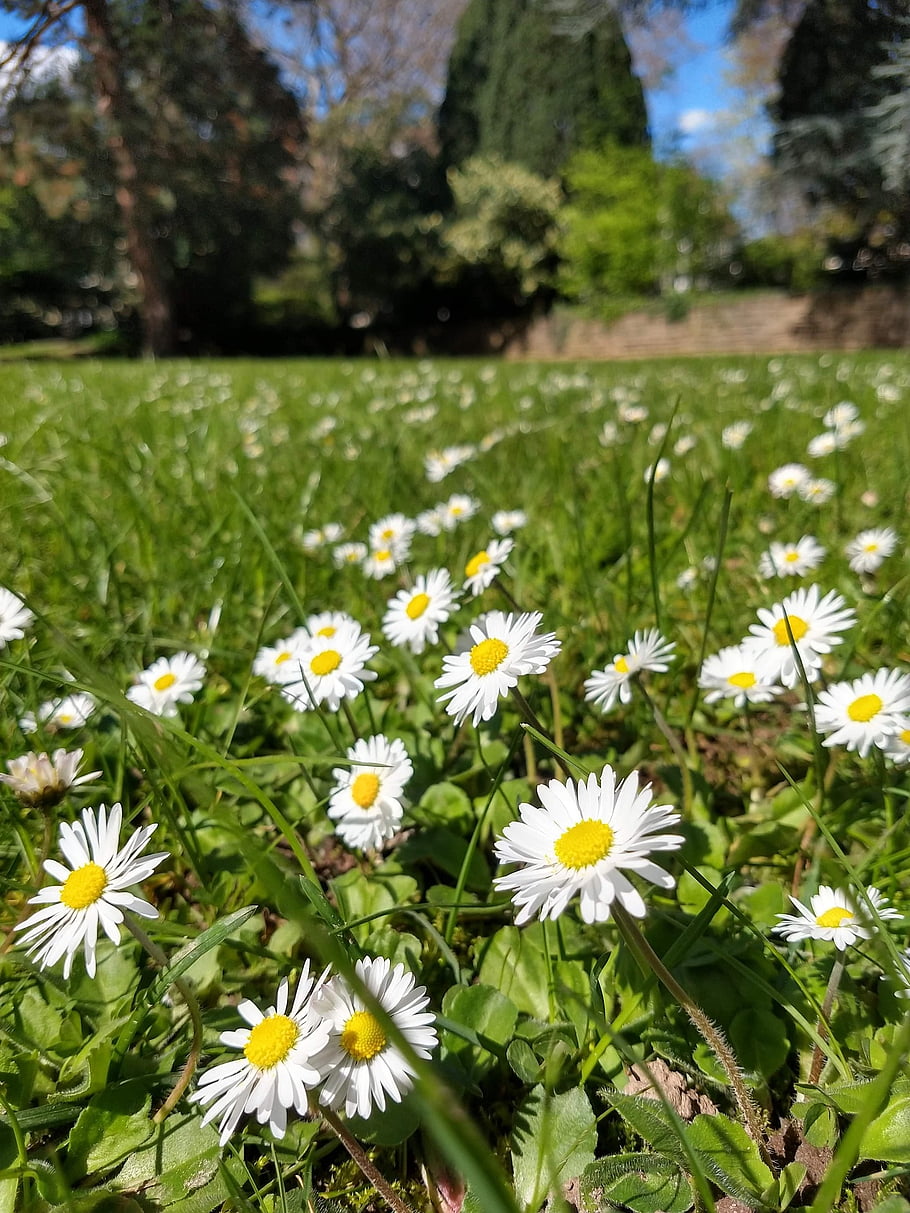daisies, flowers, field, spring, common Daisy, marguerite, petals, bloom, blossom, white Flowers, yard