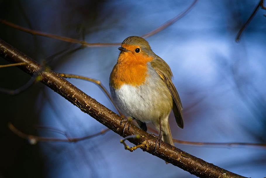 evropský robin, erithacus rubecula, pták, volně žijících živočichů, Příroda, posazený pták, Oranžová prsa, větev stromu, pěvec, les, detail