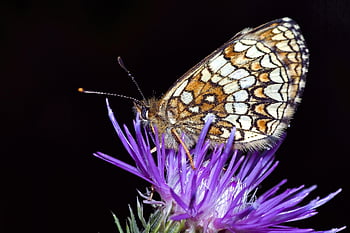 butterfly, provençal Fritillary, insect, pollination, flower Background, melitaea Deione, winged Insect, moths, beautiful Flowers, flower Wallpaper, purple Flower