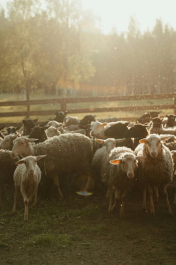 sheep, herd, green grass, field, sunlit pasture, rural farming, tranquility, flock, countryside, livestock, nature