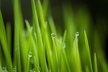 erba, pianta, rugiada, Guazza, bagnato, le foglie, verde, natura, gocce di pioggia, bokeh, macro