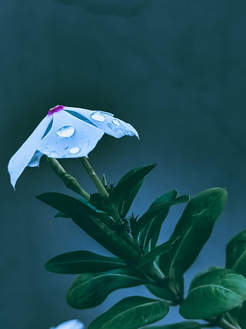 pervinca, fiore, bellissimi fiori, rugiada, bagnato, Guazza, sfondo di fiori, petali, fioritura, le foglie, carta da parati floreale