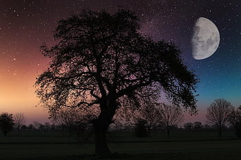 tree, moon, silouhette, night, fairy Tale, landscape, nature, heaven, starry Sky, moonlight, fantasy