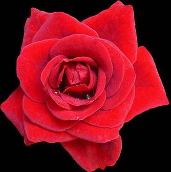 rose, red, blossom, bloom, rose Flower, flower, nature, rose Blooms, beautiful Flowers, red Rose, love