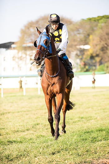 horse, horse Race, jockey, horse Racing, horsemen, nature, race Horse, anil Sharma, free Pictures, free Pic, photography By Anil Sharma
