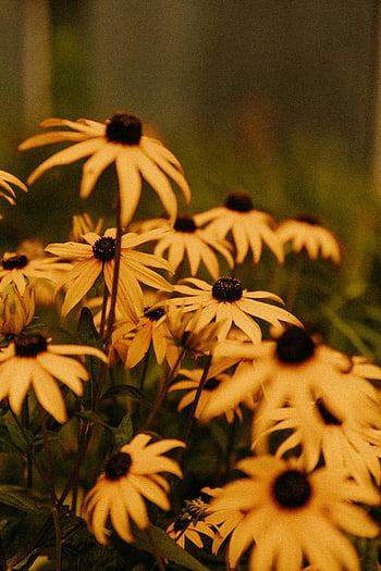 black eyed susan, Žluté třapatky, letní zahrádka, plný květ, živá zahrada, svěží květiny, zahradní květiny, žluté květy, černé centrum, venkovní květiny, Přírodní krásy