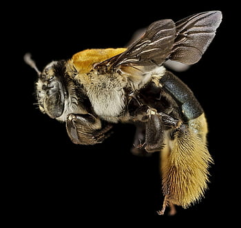 macro photography, yellow and black honey bee, close-up bee, insect details, bee wings, bee anatomy, bee eyes, bee legs, bee body, bee texture, bee macro shot