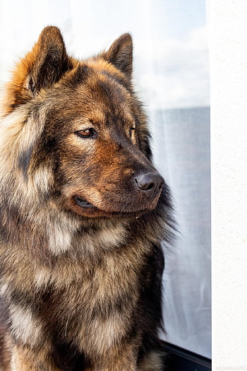 dog, canine, puppy, pet, nature, eurasier, animal, portrait, adorable, cute