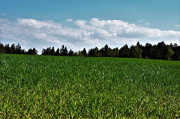 erde, wald, wolken, horizont, raps