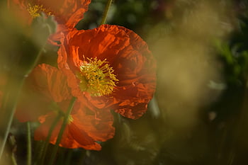 poppy, flowers, plant, common Poppy, red Poppy, beautiful Flowers, red Flowers, petals, bloom, wildflowers, flower Wallpaper