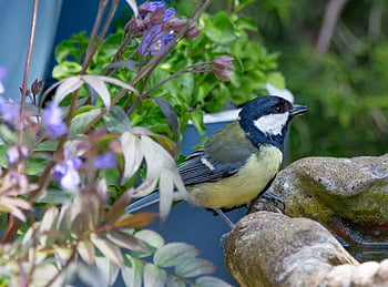 skvělá sýkorka, krmení sýkorka, malý pták, zahradní pták, Příroda, zahrada, krmení, peří, krmivo, Pírko, greattit
