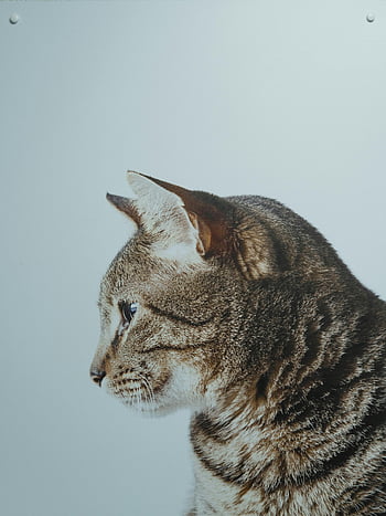 mourovatá kočka, detailní záběr, kočičí profil, Podrobná textura kožešiny, světle šedé pozadí, fotografování zvířat, pet portrét, Kočkovitý, kníry, kočičí tvář, pruhovaná kočka