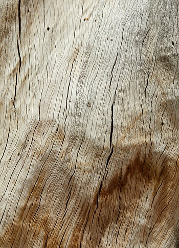 textured old wood, cracks, tiny holes, weathered tree bark, intricate textures, organic patterns, natural background, close-up, wood grain, rustic texture, aged wood