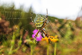 laba-laba tawon, laba-laba, jaring laba-laba, web, alam, serangga, merapatkan, makro