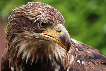 golden Eagle, eagle Head, raptor, bird, bird Of Prey, predator, hunter, plumage, bill, feathers, ornithology